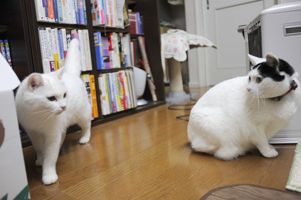 うちのとらまる