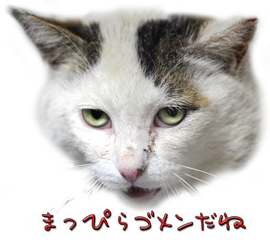 うちのとらまる