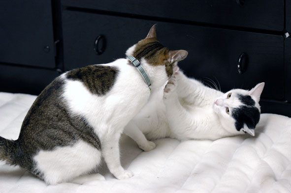 うちのとらまる