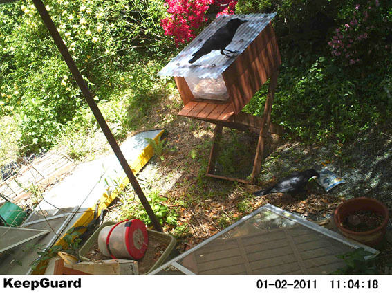 うちのとらまる