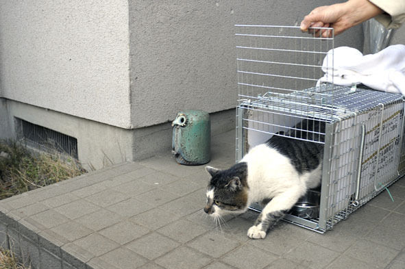 うちのとらまる