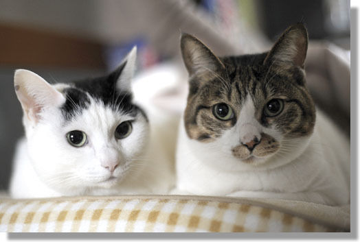 うちのとらまる