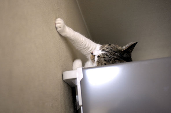 うちのとらまる