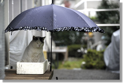 うちのとらまる