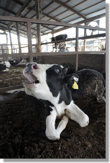 うちのとらまる