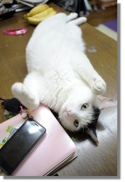 うちのとらまる