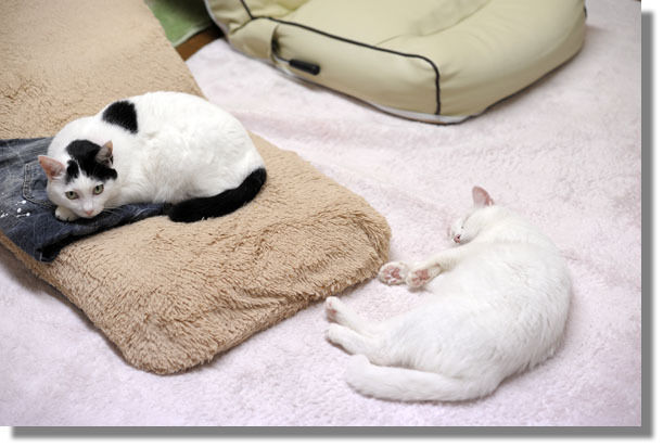 うちのとらまる