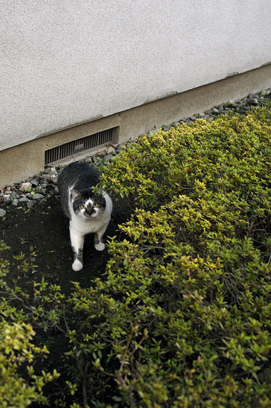 うちのとらまる