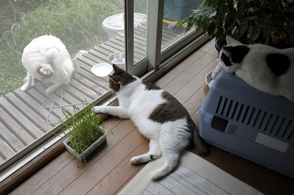うちのとらまる
