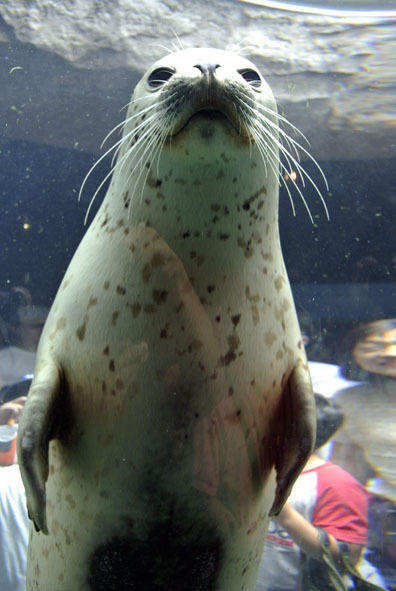 うちのとらまる