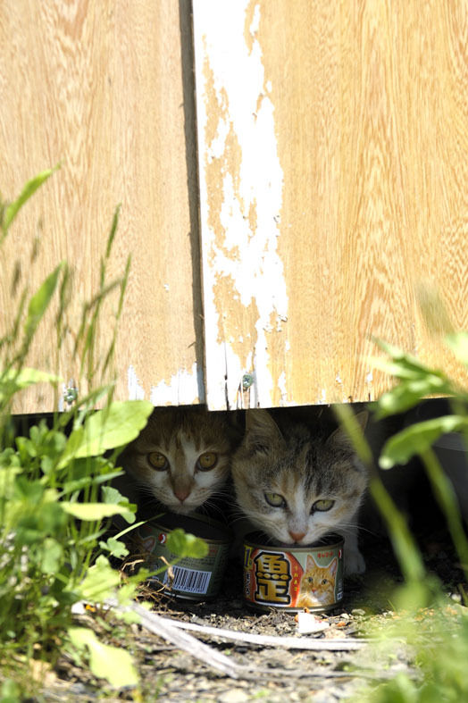 うちのとらまる
