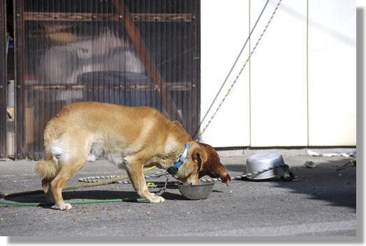 うちのとらまる