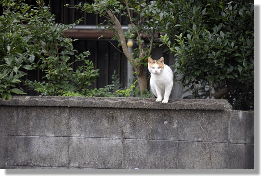 うちのとらまる