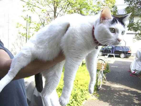 うちのとらまる