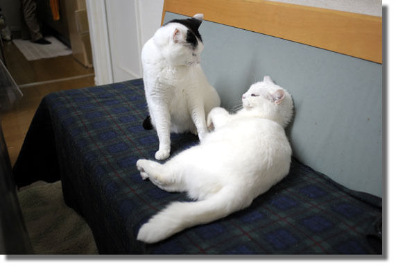 うちのとらまる
