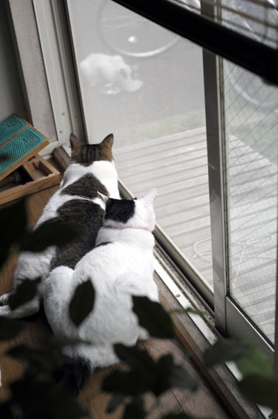 うちのとらまる
