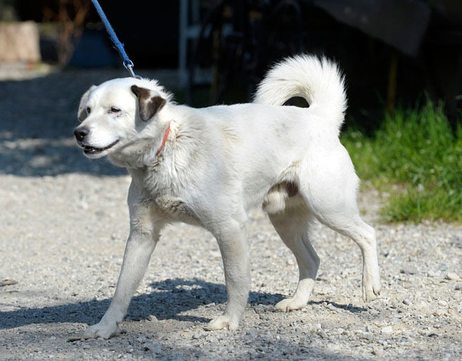 うちのとらまる