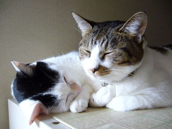 うちのとらまる