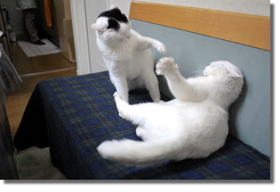 うちのとらまる