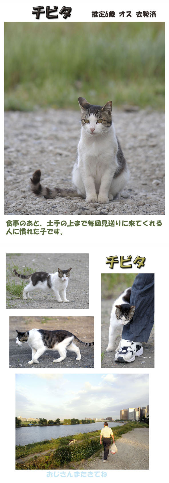 うちのとらまる