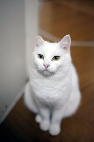 うちのとらまる