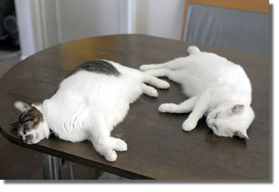 うちのとらまる