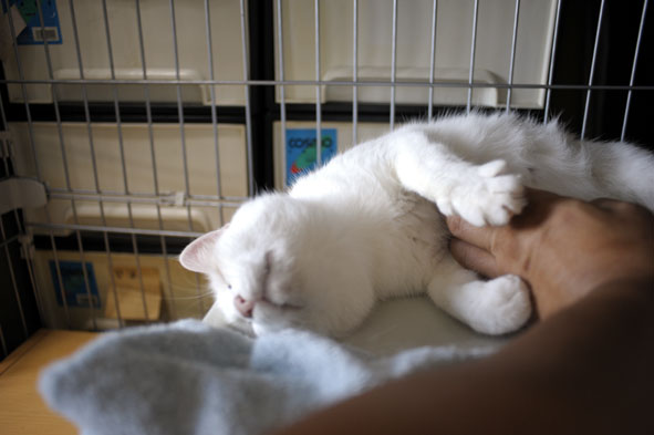 うちのとらまる