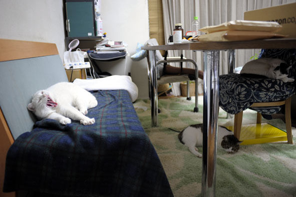 うちのとらまる