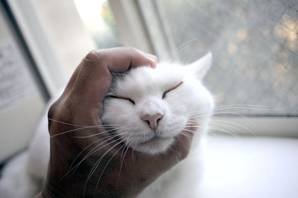 うちのとらまる
