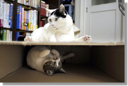 うちのとらまる