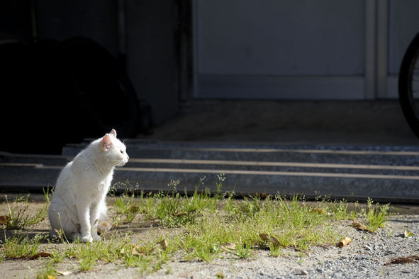 うちのとらまる