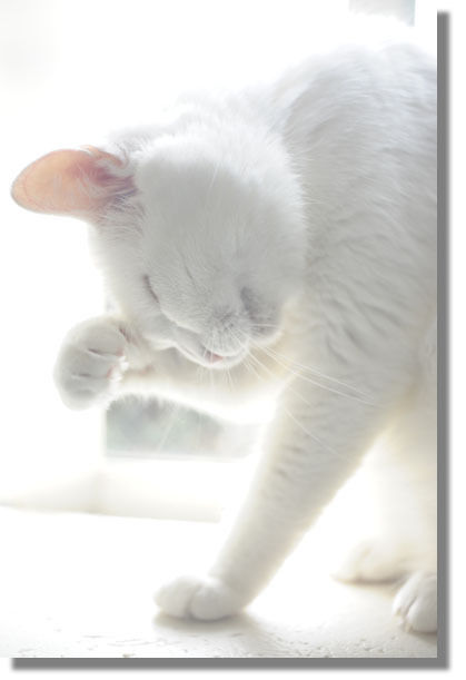 うちのとらまる