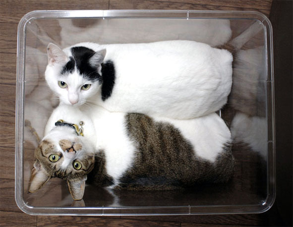 うちのとらまる