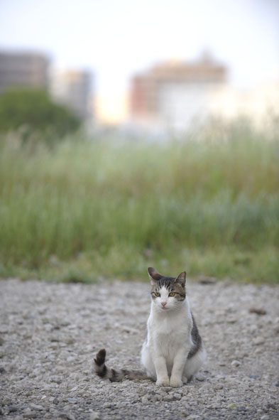 うちのとらまる