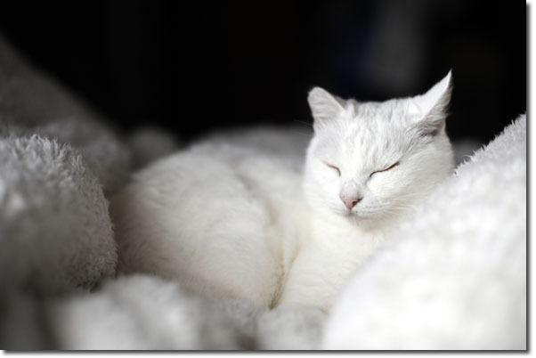 うちのとらまる