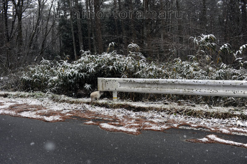 うちのとらまる