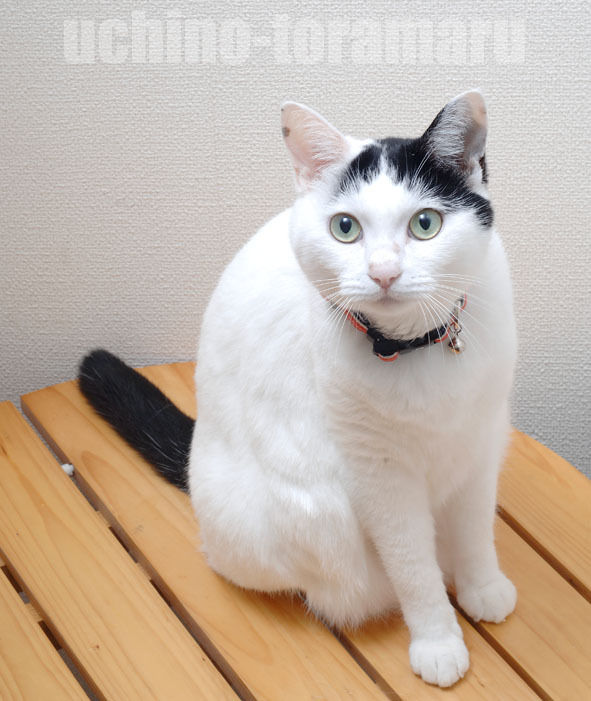 うちのとらまる