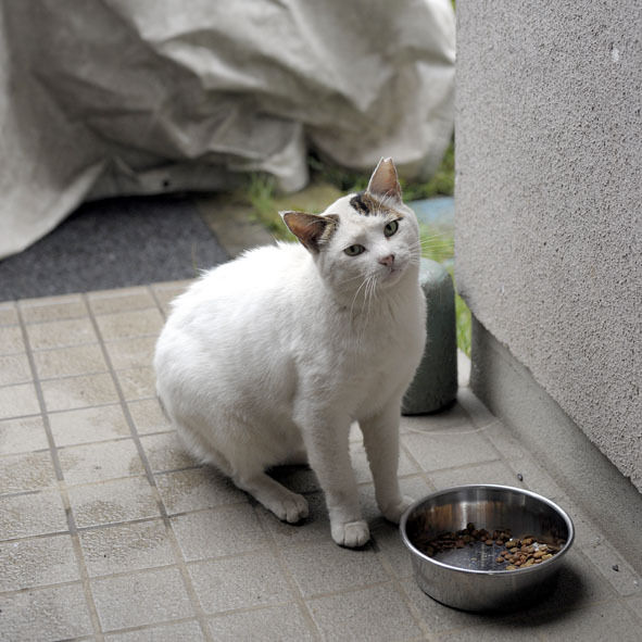 うちのとらまる
