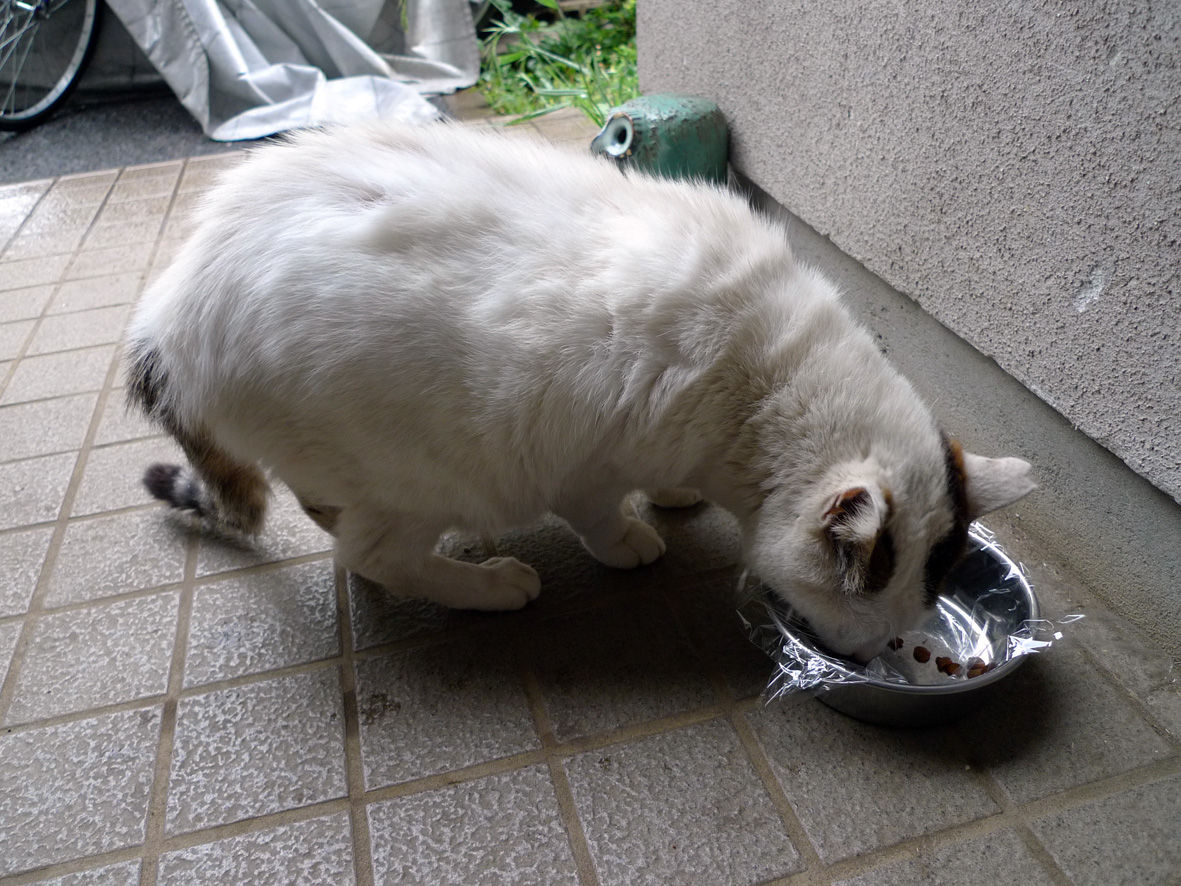 第１４４回 背中の怪我 うちのとらまる Powered By ライブドアブログ