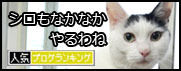 うちのとらまる