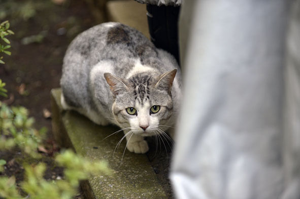 うちのとらまる