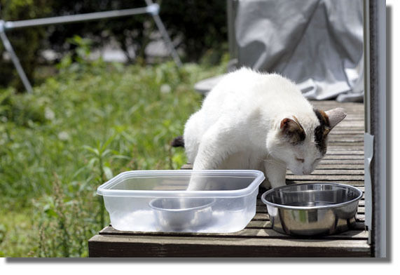 うちのとらまる