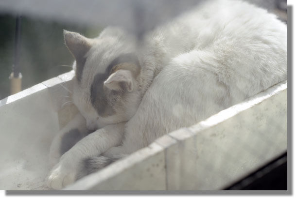 うちのとらまる