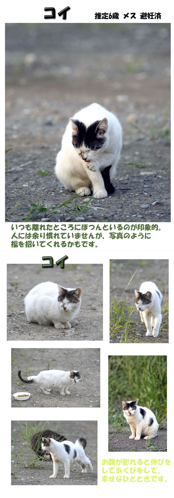 うちのとらまる