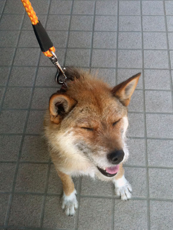 うちのとらまる