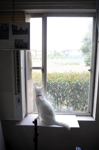 うちのとらまる