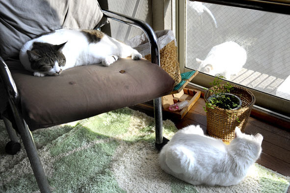 うちのとらまる