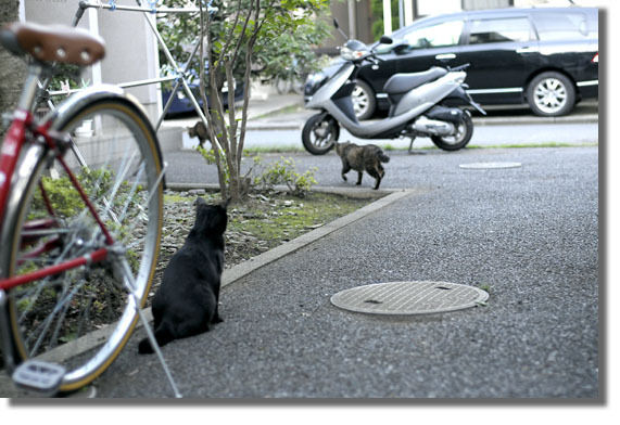 うちのとらまる