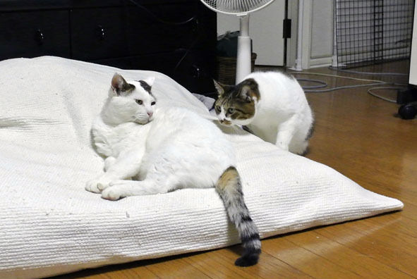 うちのとらまる