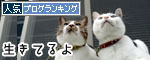 うちのとらまる